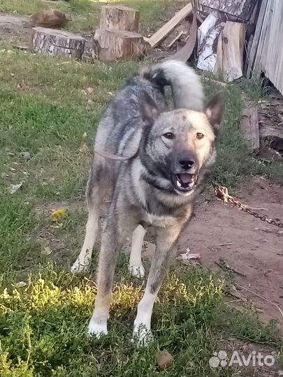 Отдам щенков в добрые руки бесплатно