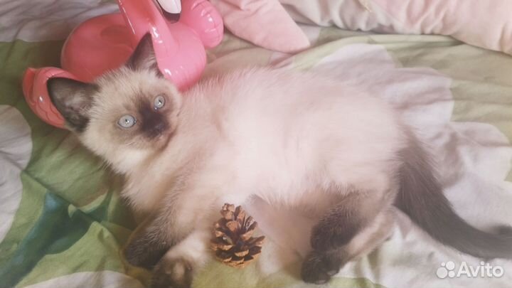 Шотландский красавчик