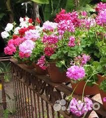 Пеларгонии герани Колеусы крапивка