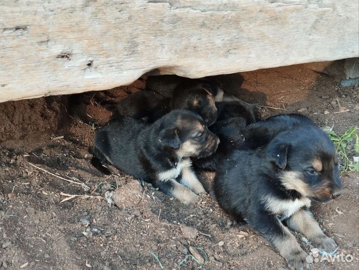 Отдам в добрые руки