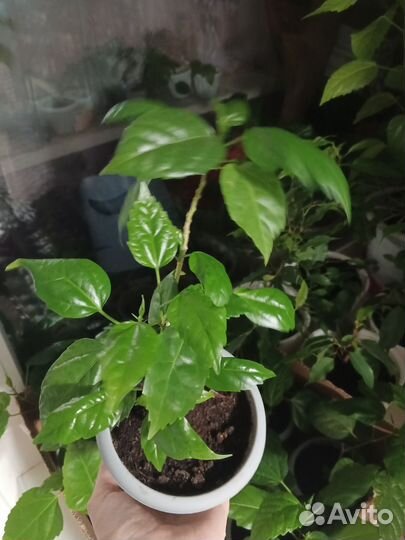 Гибискус красный махровый