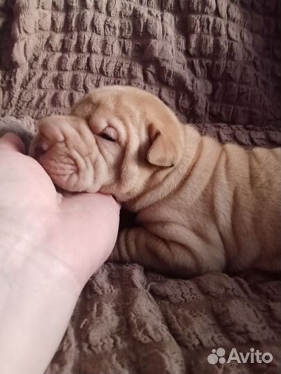 Щенки шарпей