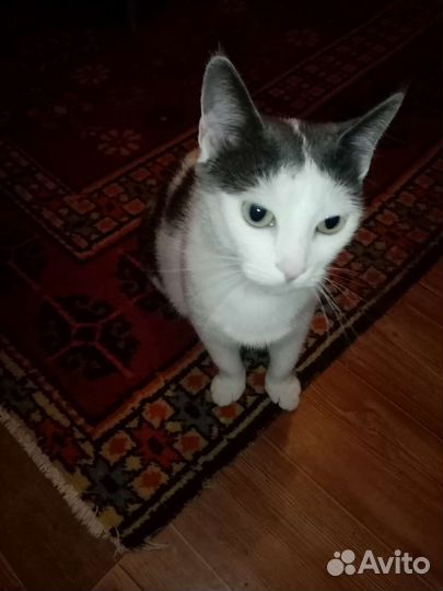 Кошечка в добрые руки бесплатно