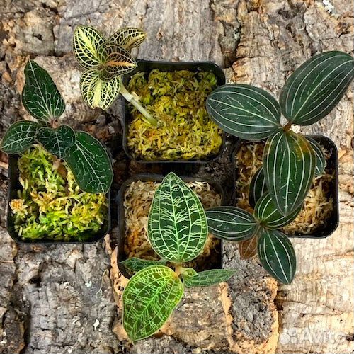 Лудизия (драгоценная орхидея) с доставкой