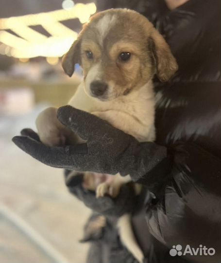 Щенок в приюте