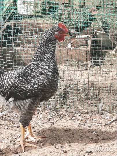 Птица домашняя