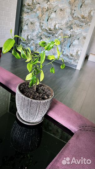 Лимонное дерево