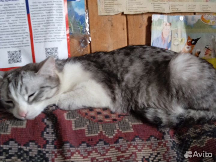 Кошка светлая полосатая