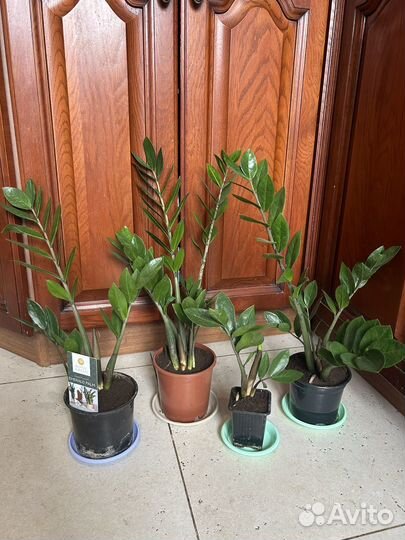 Замиокулькас