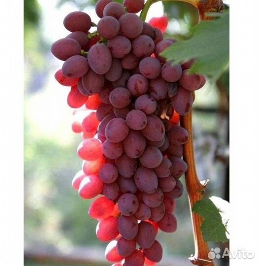 Саженцы винограда Кишмиш Лучистый