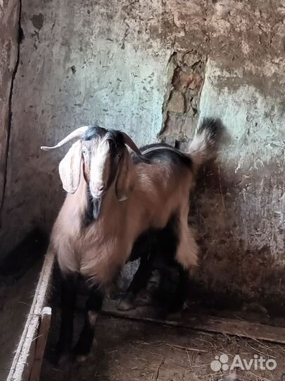 Козёл и коз