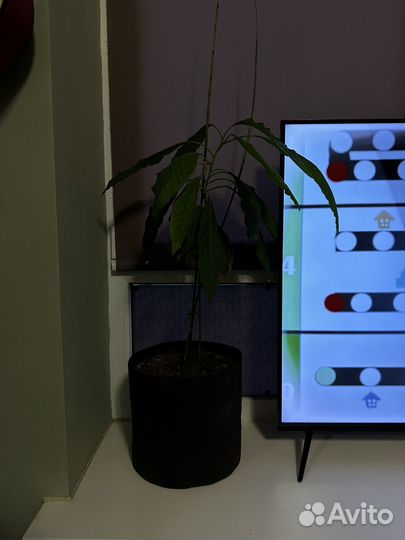 Авокадо ананас бамбук