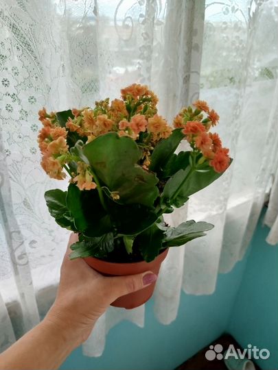 Комнатные цветы каланхоэ