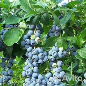 Саженцы голубики - купить в Санкт-Петербурге и Ленинградской области