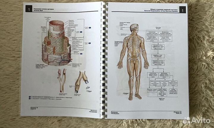 Атлас анатомии человека Неттер