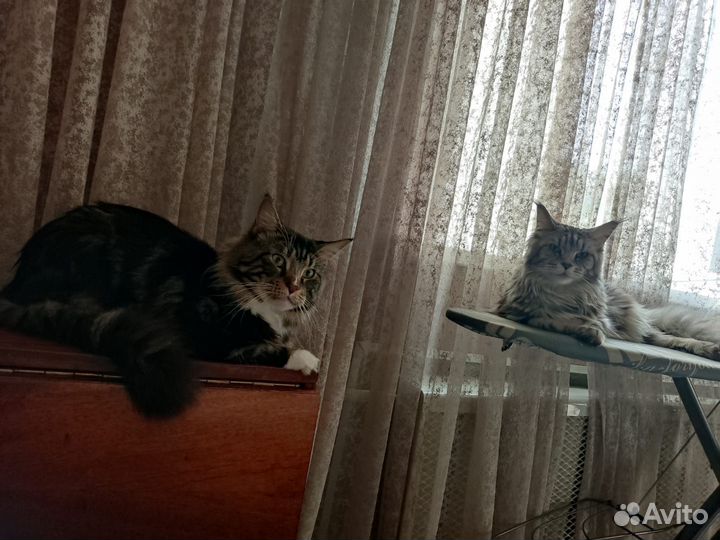 Котята мейн-кун