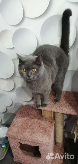 Шотландский кот