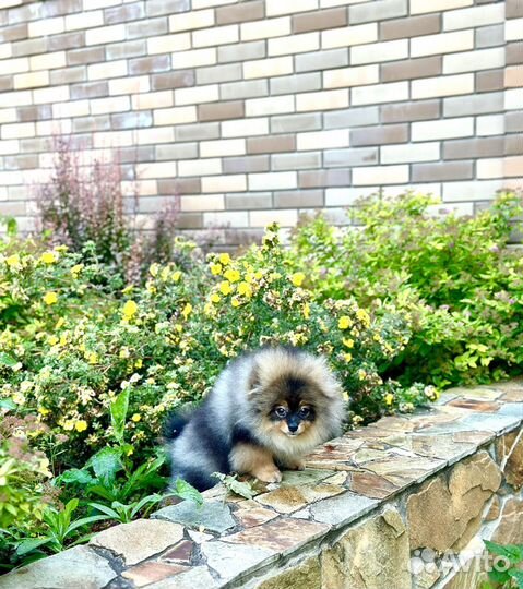 Шпиц мальчик