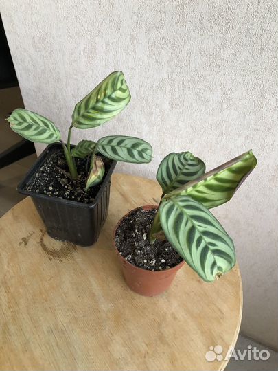 Ктенанта/калатея