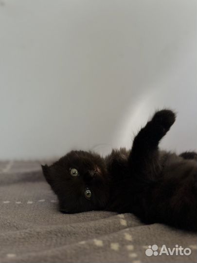 Кошка в дар