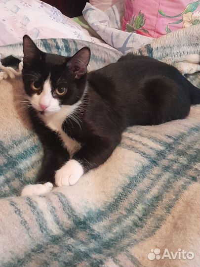 Котенок девочка в добрые руки