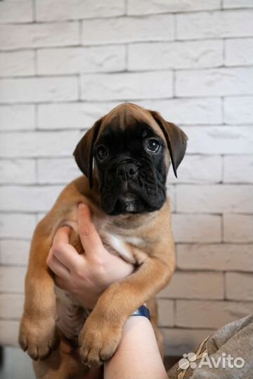 Щенки немецкого боксёра, литера 