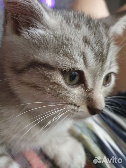 Кошка в дар бесплатно