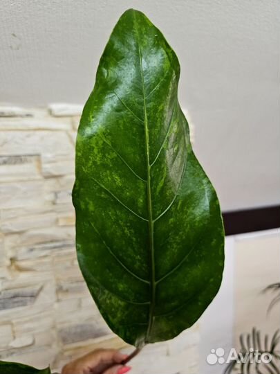 Филодендрон Melinonii Mosaic, антуриум