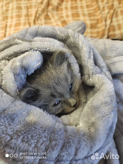 Котенок (Мальчик)