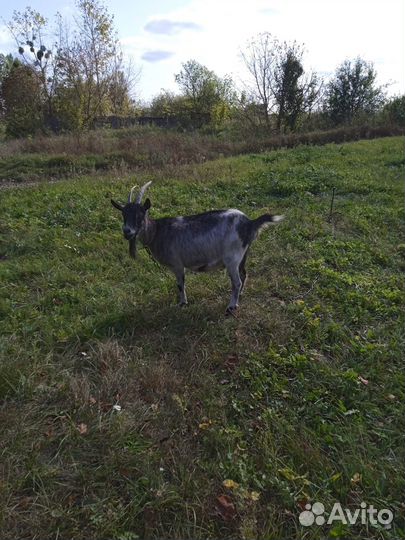 Продам козу