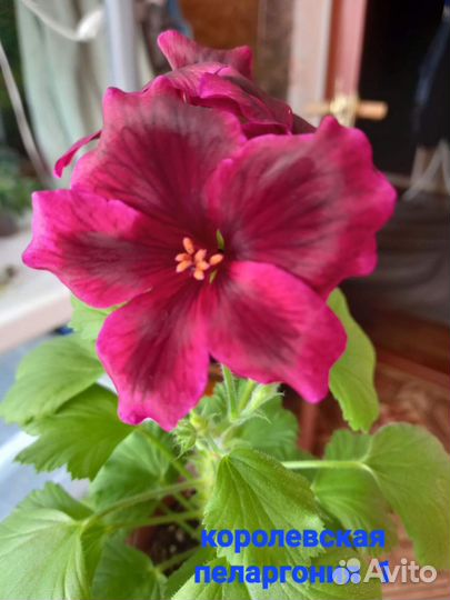 Королевская пеларгония