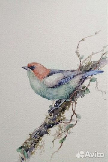 Акварель птички