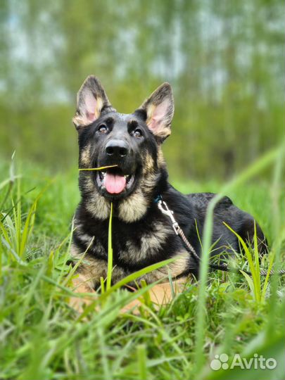 Девочки Красавицы