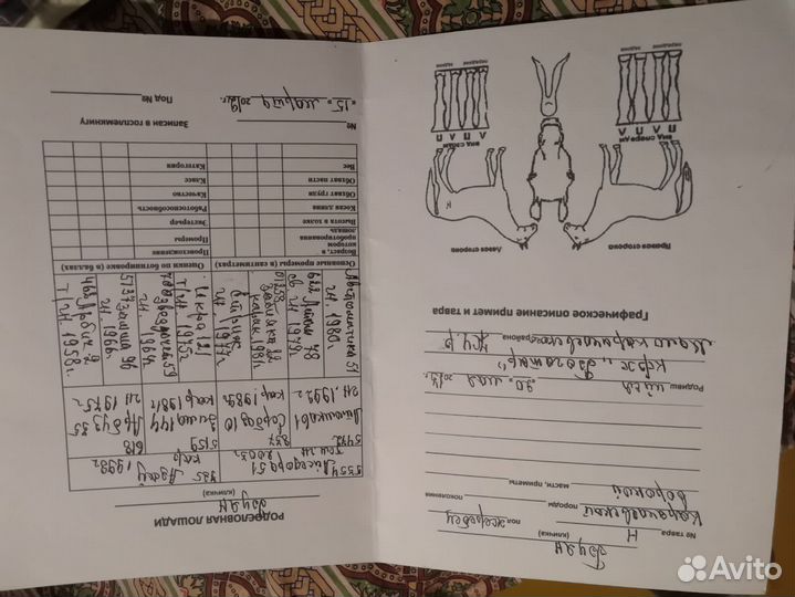 Карачаевский жеребец