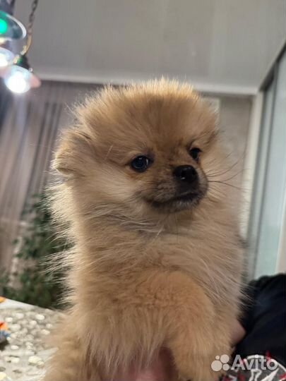 Щенки померанского шпица медвежьего типа