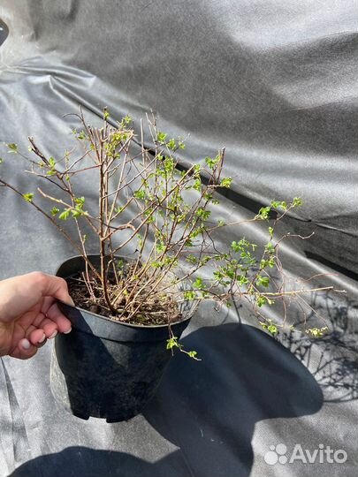 Спирея литл принцесс