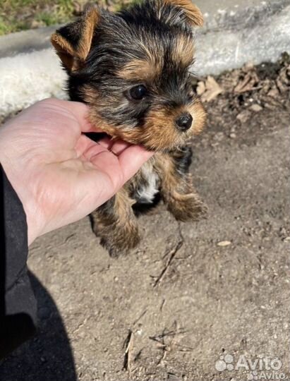 Йоркширский терьер Девочка