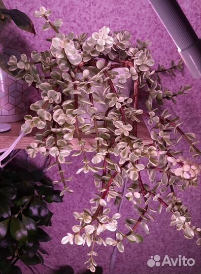 Портулакария афро вариегатная