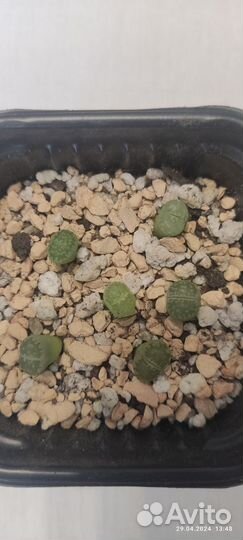 Литопсы Живые камни