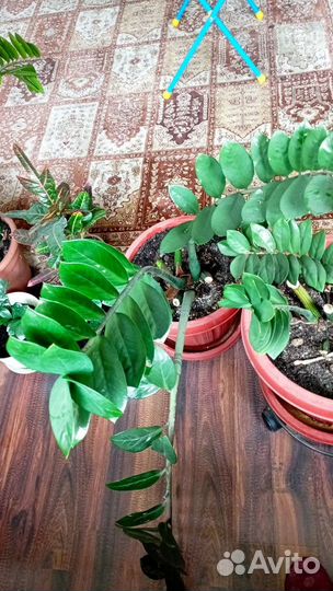 Замиокулькас, кротон