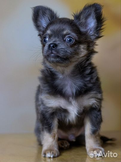 Чихуахуа щенок мальчик