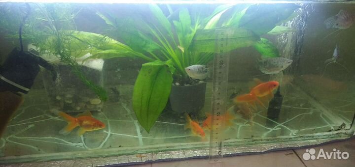 Растения, рыбки