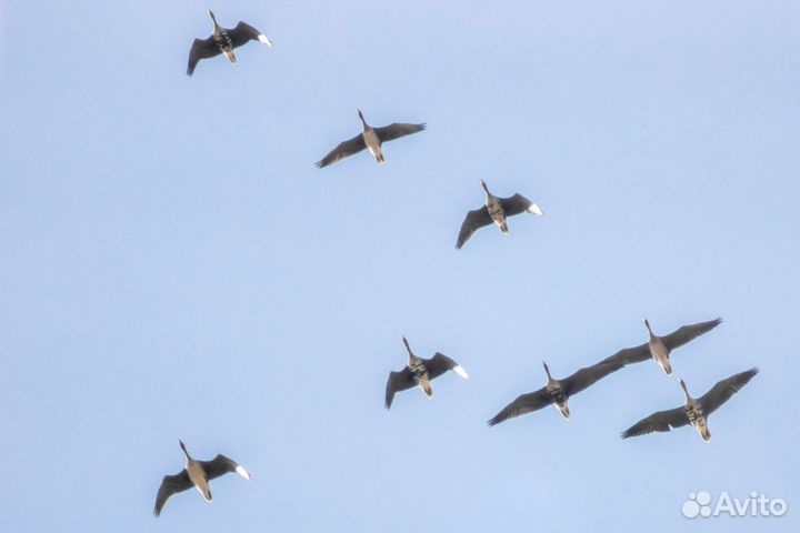 Объектив minolta 75-300 / 4,5 - 5,6