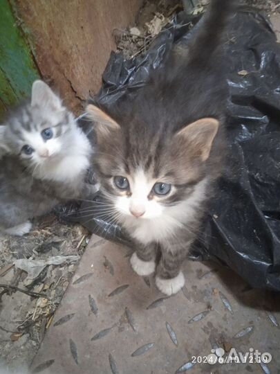 Отдам котят в добрые руки