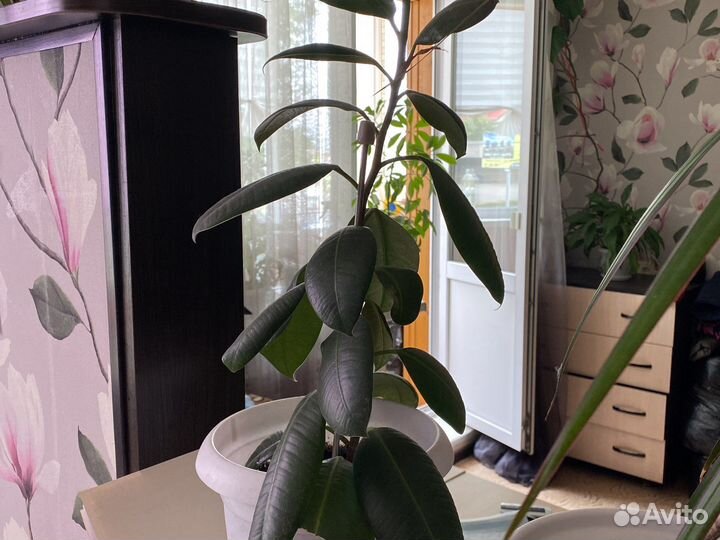 Комнатные цветы