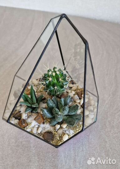Подарок Суккуленты во флорариуме