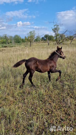 Лошадь кобылка