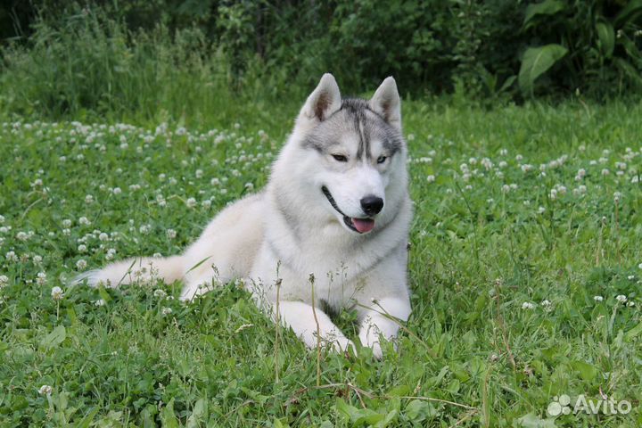 Кобель на вязку