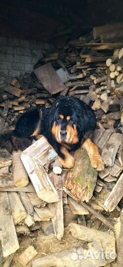 Тибетский мастиф вязка