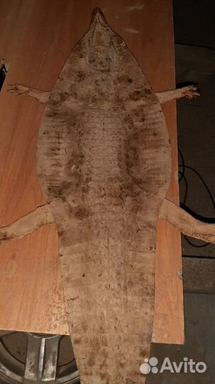 Шкура крокодила